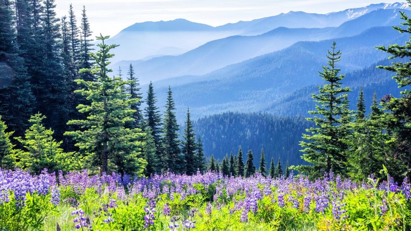 Olympic National Park