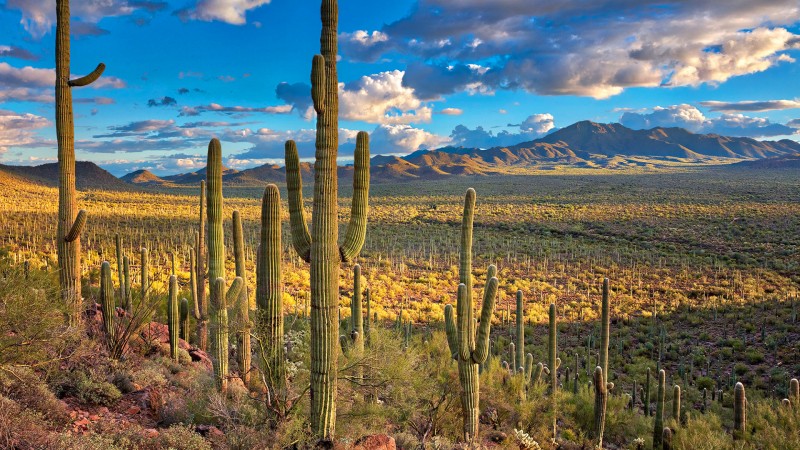 Saguaro National Park